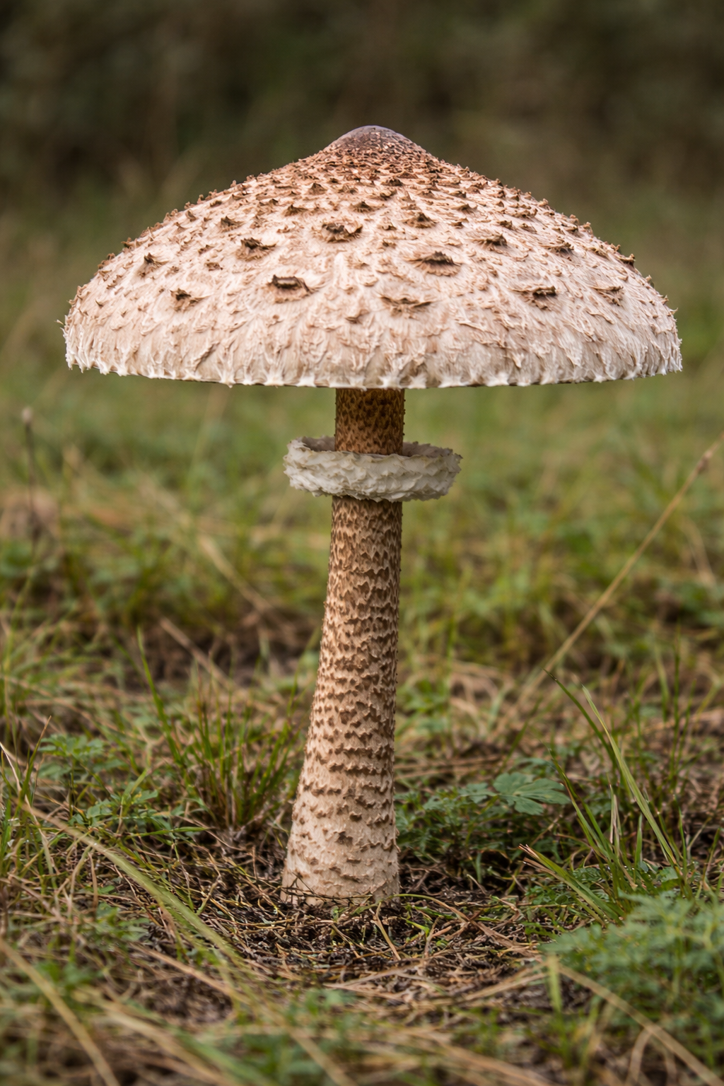 Parasol