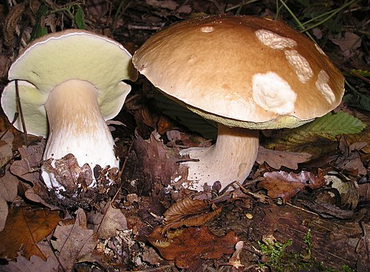 Steinpilz
