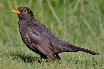 Amsel