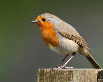 Rotkehlchen