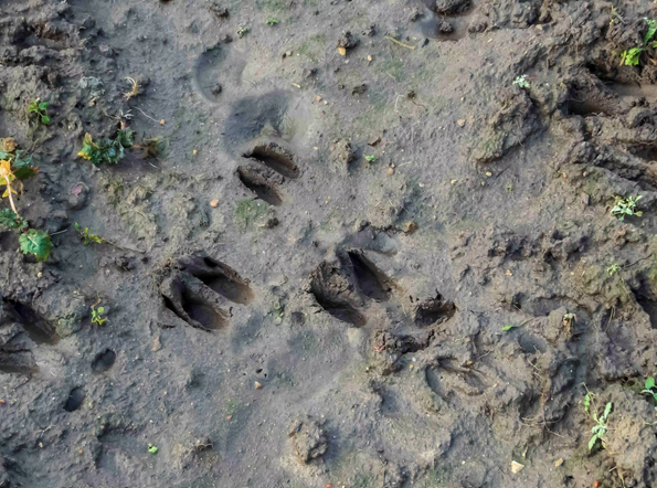 Spuren von Rotwild und Rehwild