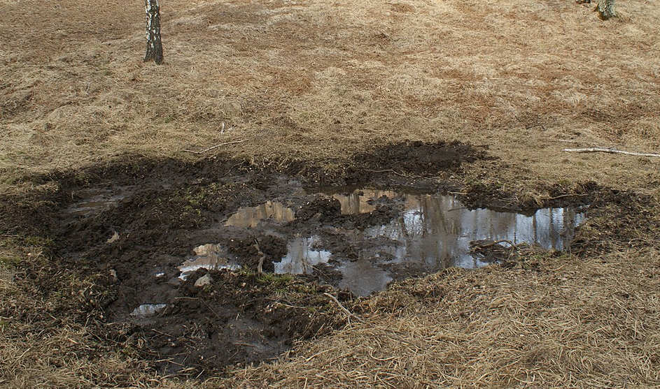Wühlspuren des Schwarzwilds