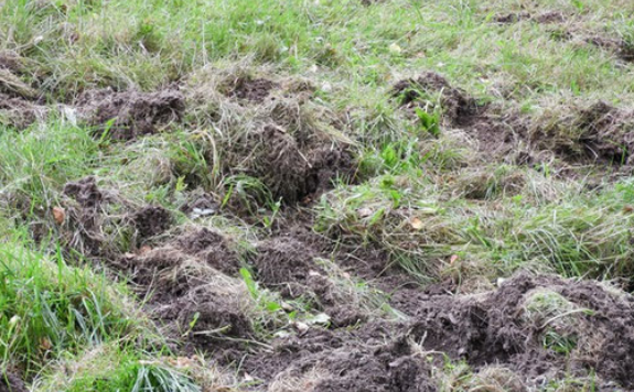 Wühlspuren des Schwarzwilds